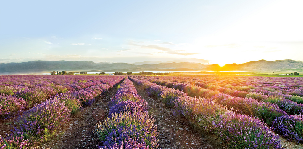 essenital lavender oils