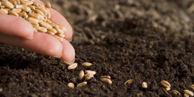Sowing-Seeds